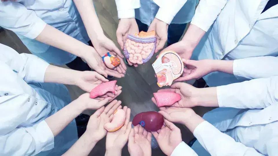 Brasil registra 19,8 mil transplantes de órgãos em 2025
