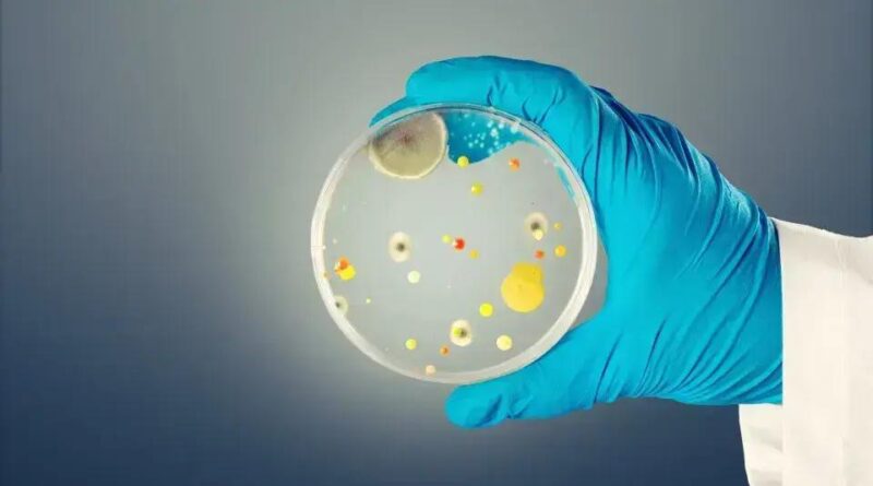 Candida auris: O vírus mortal que preocupa a Europa e o mundo