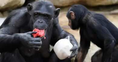 Chimpanzés selvagens consomem álcool em frutas fermentadas, revela estudo