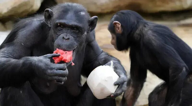 Chimpanzés selvagens consomem álcool em frutas fermentadas, revela estudo