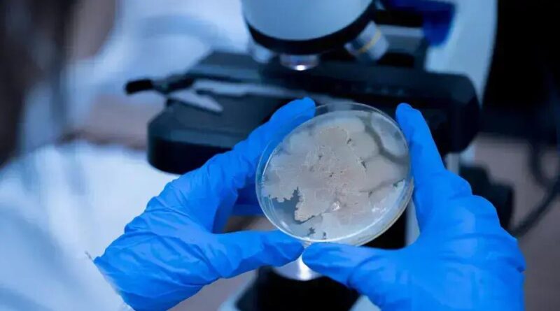 Cientistas encontram bactérias vivas de 130 anos em porão na Dinamarca