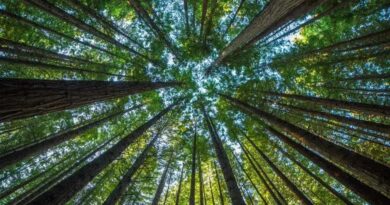 Crescimento de Produção Florestal no Brasil: R$ 44,3 Bi em 2024