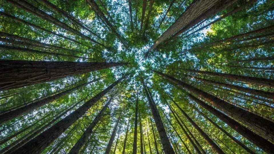 Crescimento de Produção Florestal no Brasil: R$ 44,3 Bi em 2024