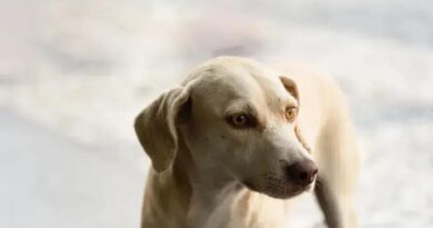 Brasil é um dos países com mais cães no mundo