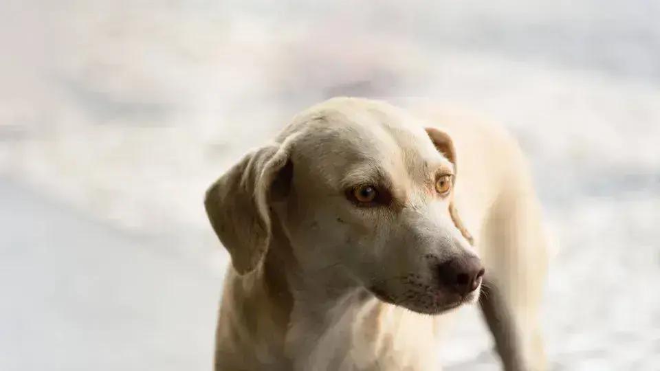 Brasil é um dos países com mais cães no mundo