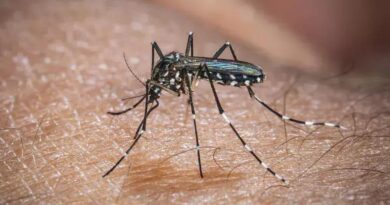 Chikungunya: Novo caso nos EUA acende alerta de saúde