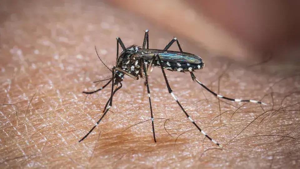 Chikungunya: Novo caso nos EUA acende alerta de saúde