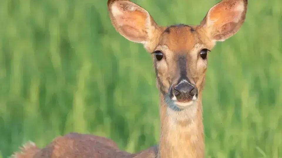 Descubra os zumbis da natureza que você não conhecia!