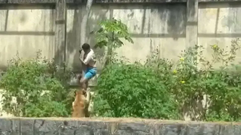 Homem morre ao invadir espaço de leoa em parque de João Pessoa