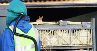 Argentina confirma surto de gripe aviária em aves comerciais