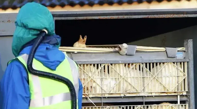 Argentina confirma surto de gripe aviária em aves comerciais