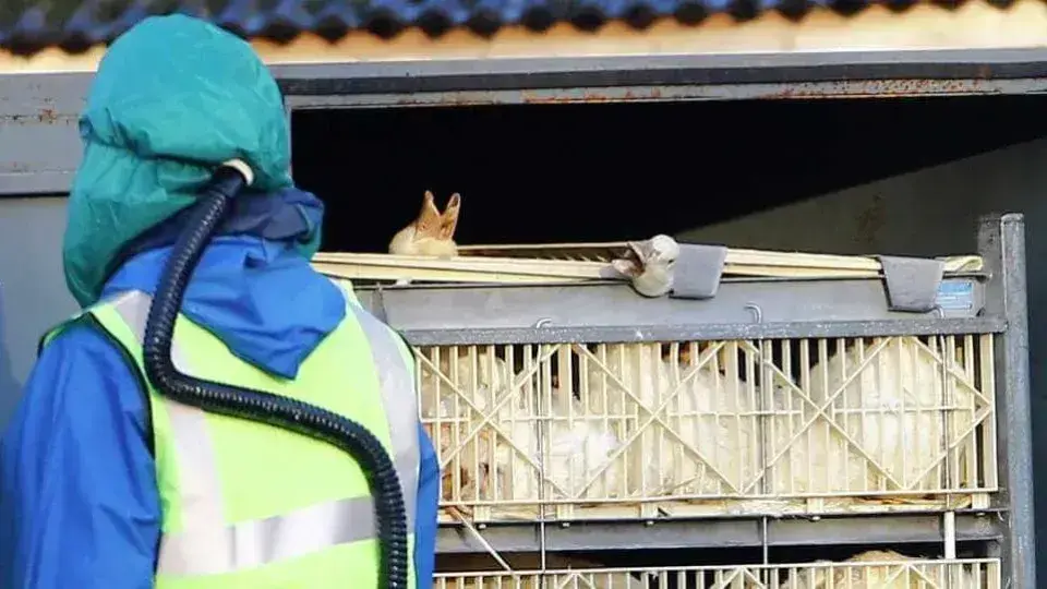 Argentina confirma surto de gripe aviária em aves comerciais