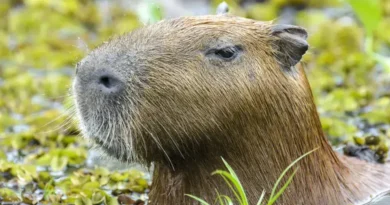 Capivara e anta são sacrificadas em zoológico da Inglaterra para evitar sofrimento