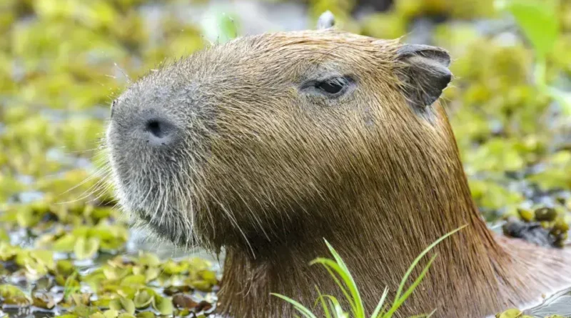 Capivara e anta são sacrificadas em zoológico da Inglaterra para evitar sofrimento