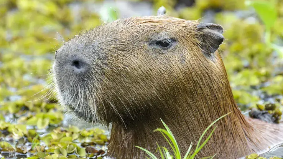Capivara e anta são sacrificadas em zoológico da Inglaterra para evitar sofrimento