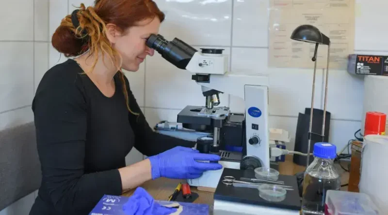 Cientistas Rejuvenessem Camundongos ao Restaurar Células Velhas