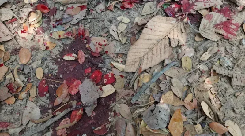 Pai e Filho Mortos em Agressão Durante Carnaval em Aracruz