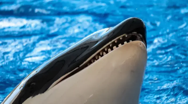 Por que as orcas são consideradas gênios do mal no mar?