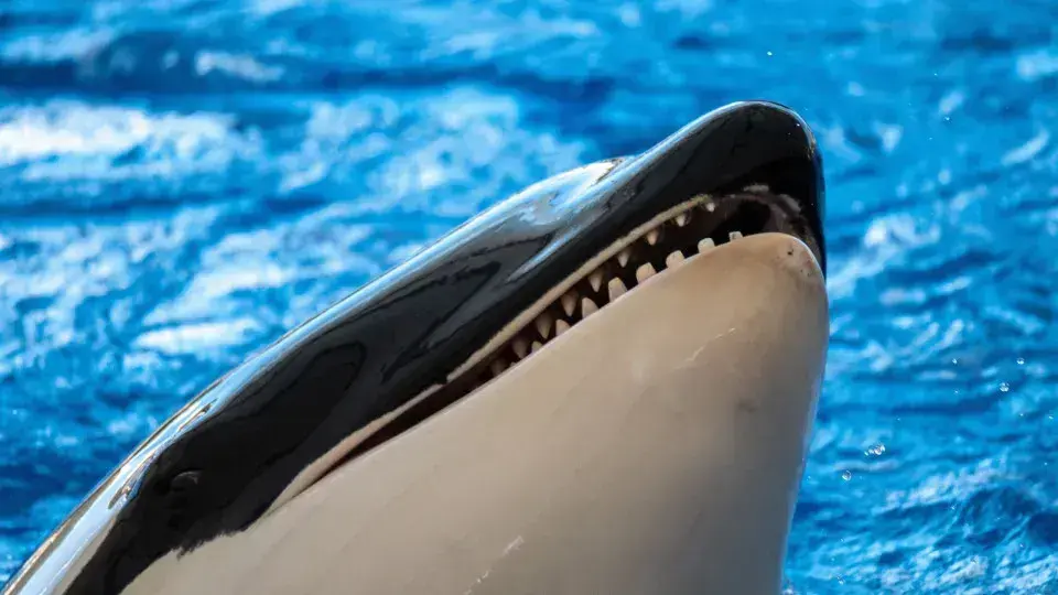 Por que as orcas são consideradas gênios do mal no mar?