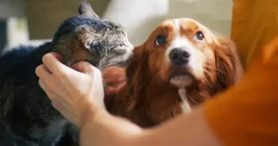 Senado aprova política de proteção a animais em desastres