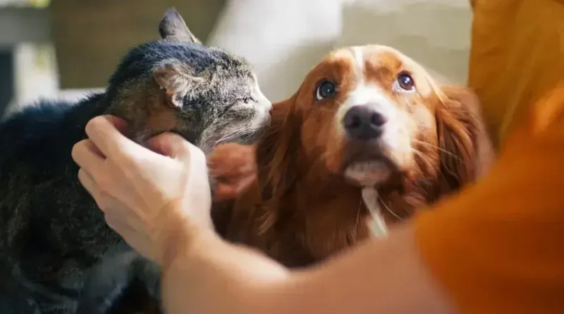 Senado aprova política de proteção a animais em desastres