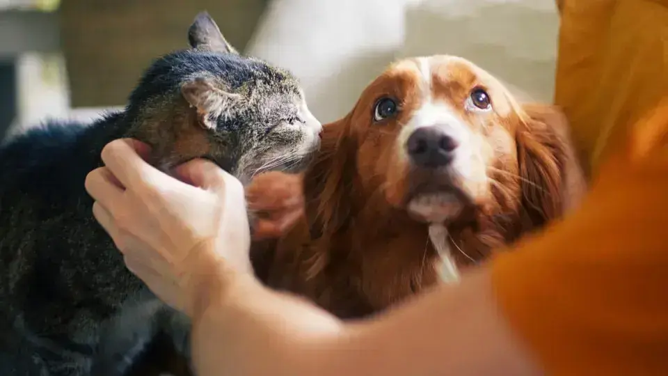 Senado aprova política de proteção a animais em desastres