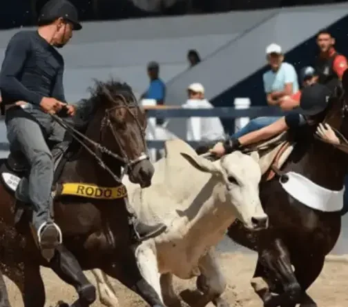 MP recomenda suspensão de vaquejada prevista em Brejo do Cruz, Paraíba