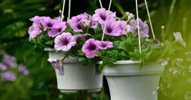 5 estratégias para fazer suas plantas florescerem mais rapidamente