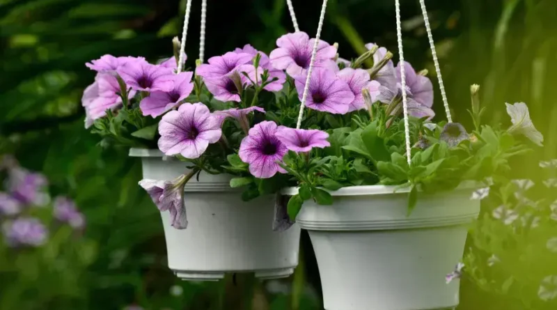 5 estratégias para fazer suas plantas florescerem mais rapidamente