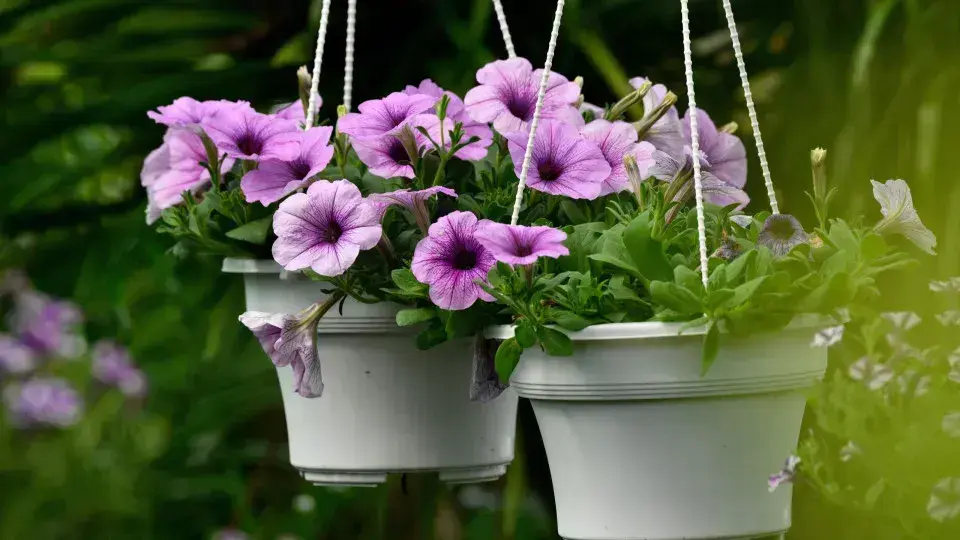 5 estratégias para fazer suas plantas florescerem mais rapidamente