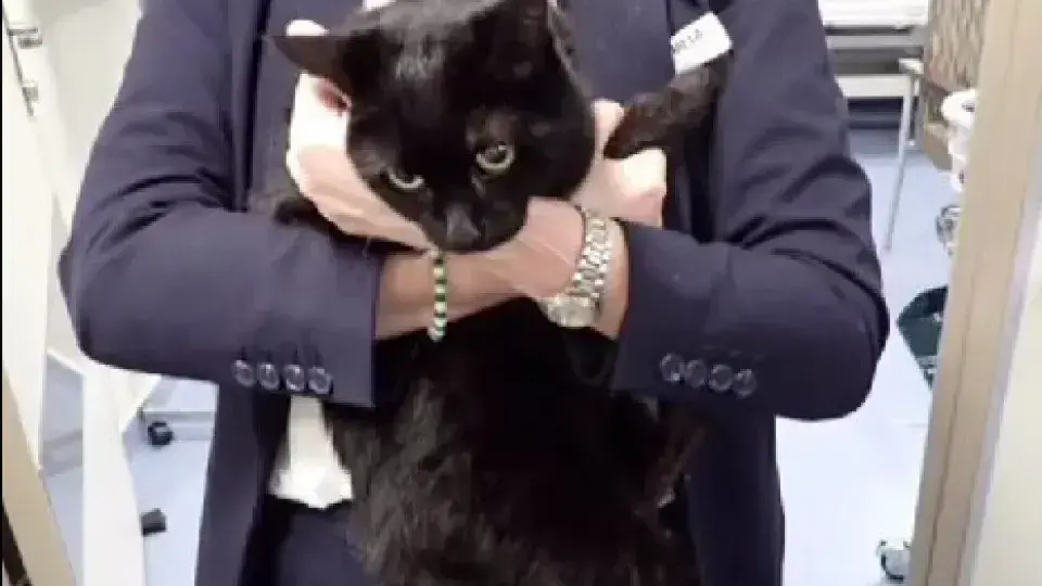 Cruzeiro resgata marinheiro e sua gata em situação crítica no mar