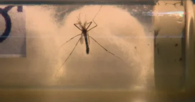 Índice de infestação de Aedes aegypti alcança 4,7% em Campina Grande