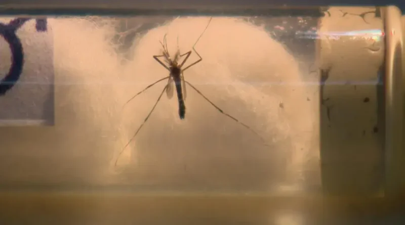 Índice de infestação de Aedes aegypti alcança 4,7% em Campina Grande