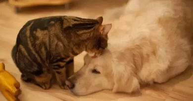 Nova lei estabelece guarda compartilhada para pets no Brasil