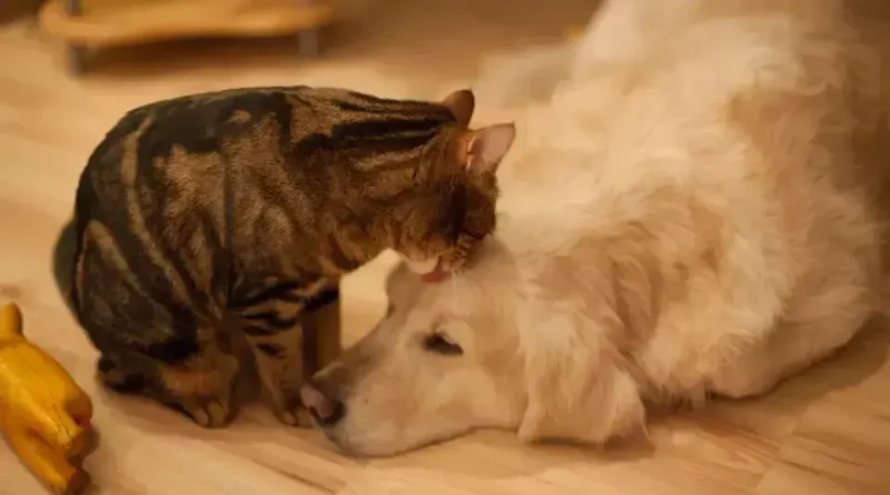 Nova lei estabelece guarda compartilhada para pets no Brasil