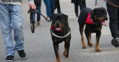 Raças de cachorros banidas: entenda a legislação ao redor do mundo