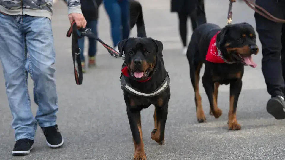 Raças de cachorros banidas: entenda a legislação ao redor do mundo
