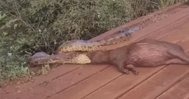 Sucuri arrasta capivara em vídeo impressionante nas margens de córrego em MS