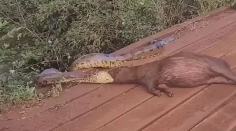 Sucuri arrasta capivara em vídeo impressionante nas margens de córrego em MS