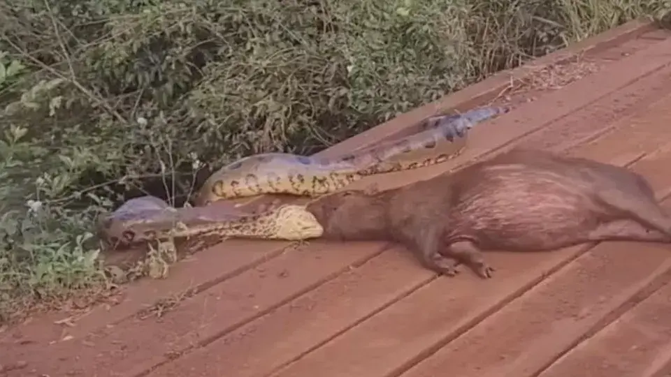 Sucuri arrasta capivara em vídeo impressionante nas margens de córrego em MS