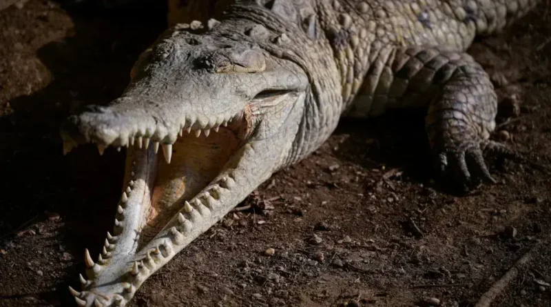 Homem morre em ataque de crocodilo na praia de Puerto Vallarta