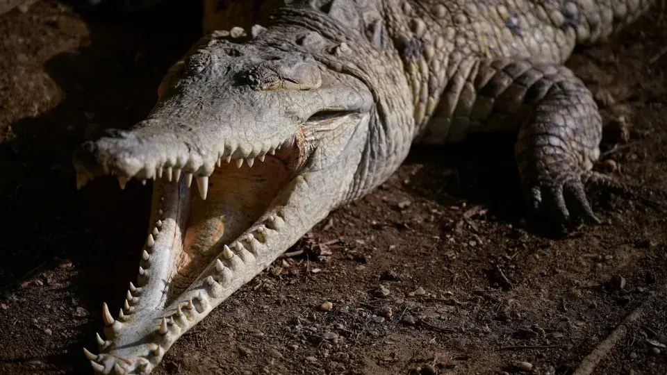 Homem morre em ataque de crocodilo na praia de Puerto Vallarta